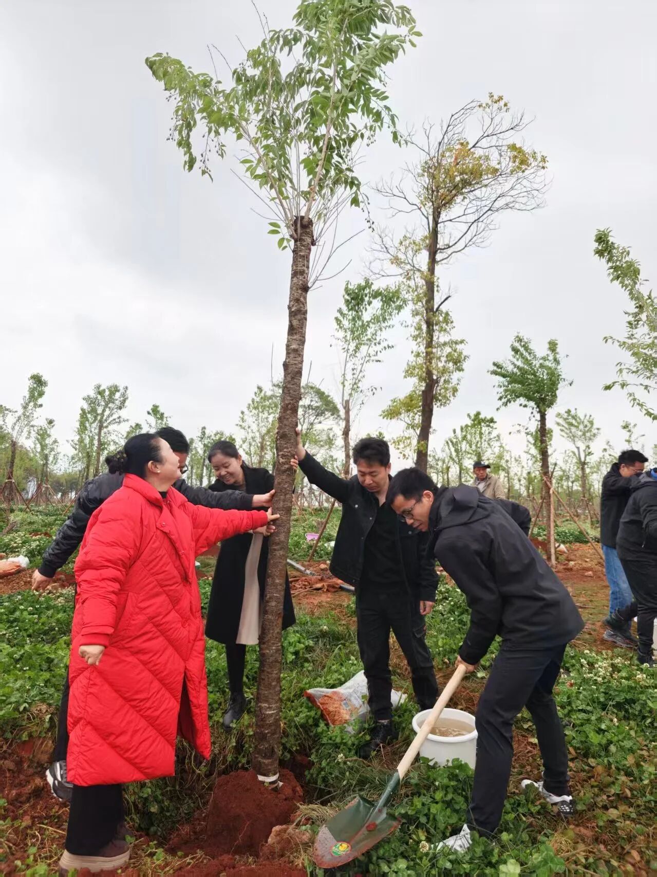 廌合动态｜我所携手海泰财务参与六甲街道义务植树共建活动