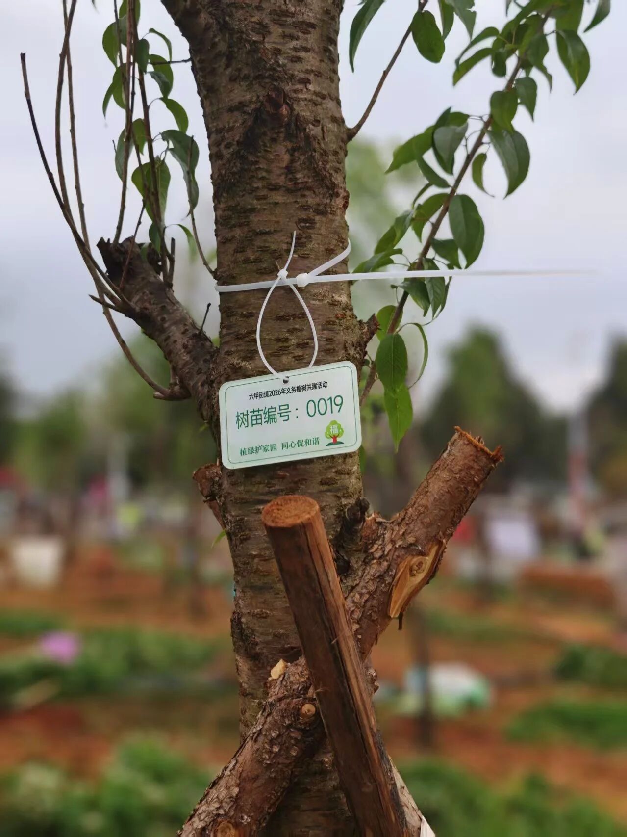 廌合动态｜我所携手海泰财务参与六甲街道义务植树共建活动